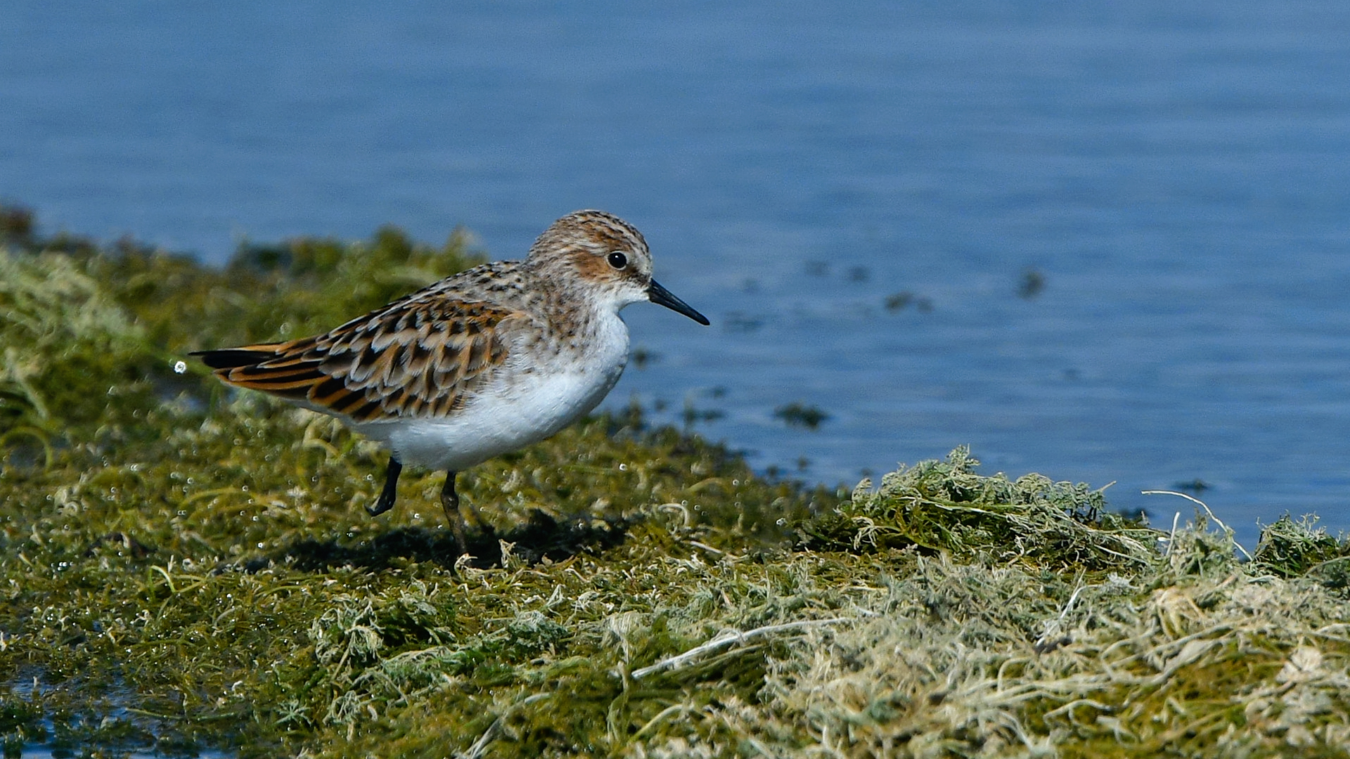 Little Stint